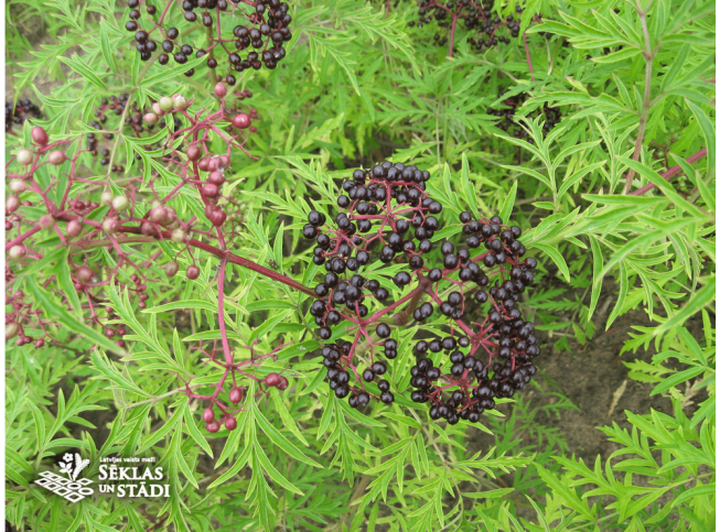 Sambucus canadensis   'Acutiloba'